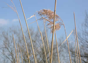 Reed bed